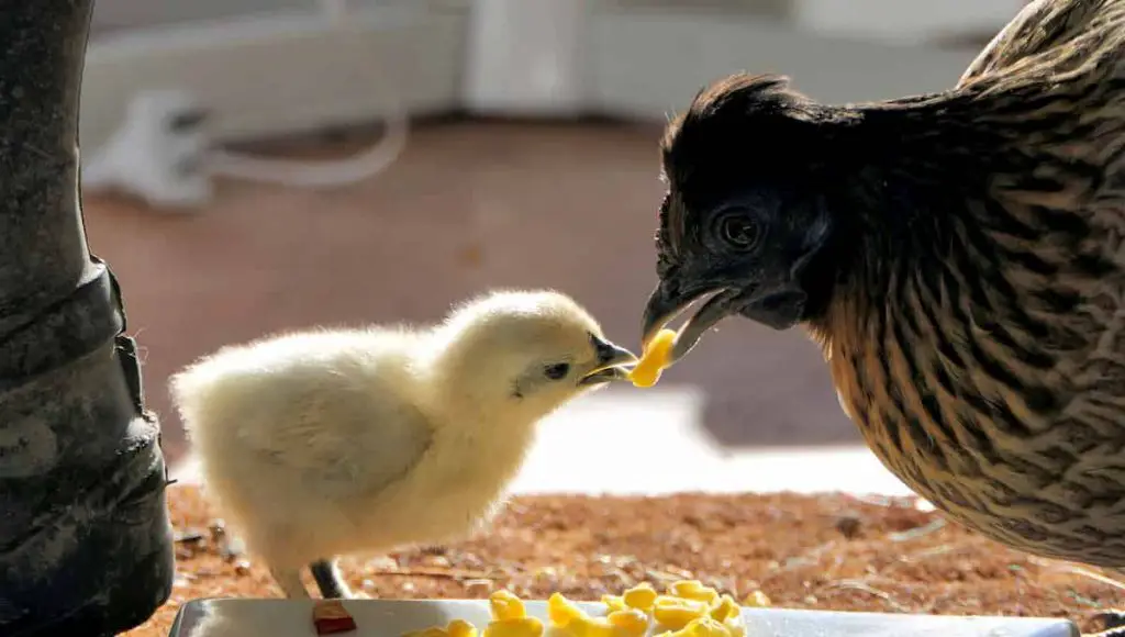 chicken feeding a baby chick
