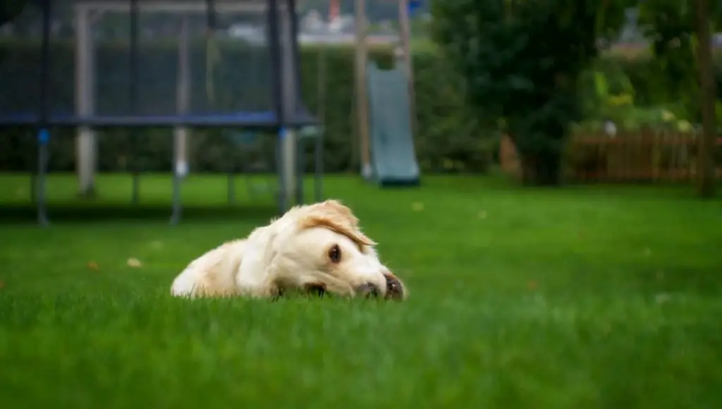 dog laying in artificial grass