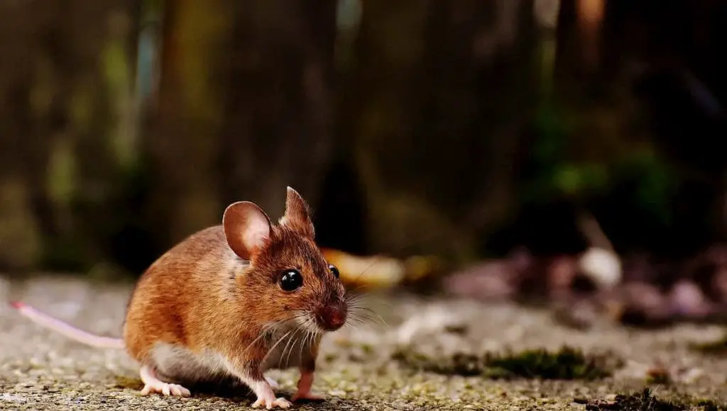 mouse running in a backyard