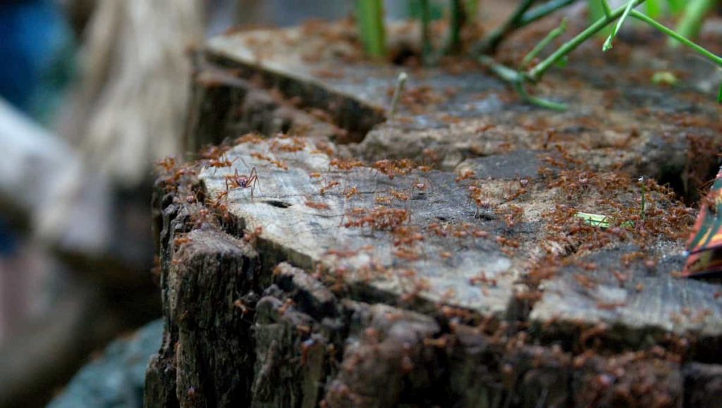 termites crawling on firewood