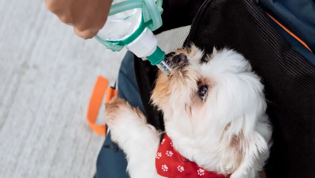 dog drinking water from water bottle