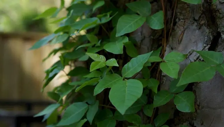 How To Get Rid of Poison Ivy Without Killing Other Plants