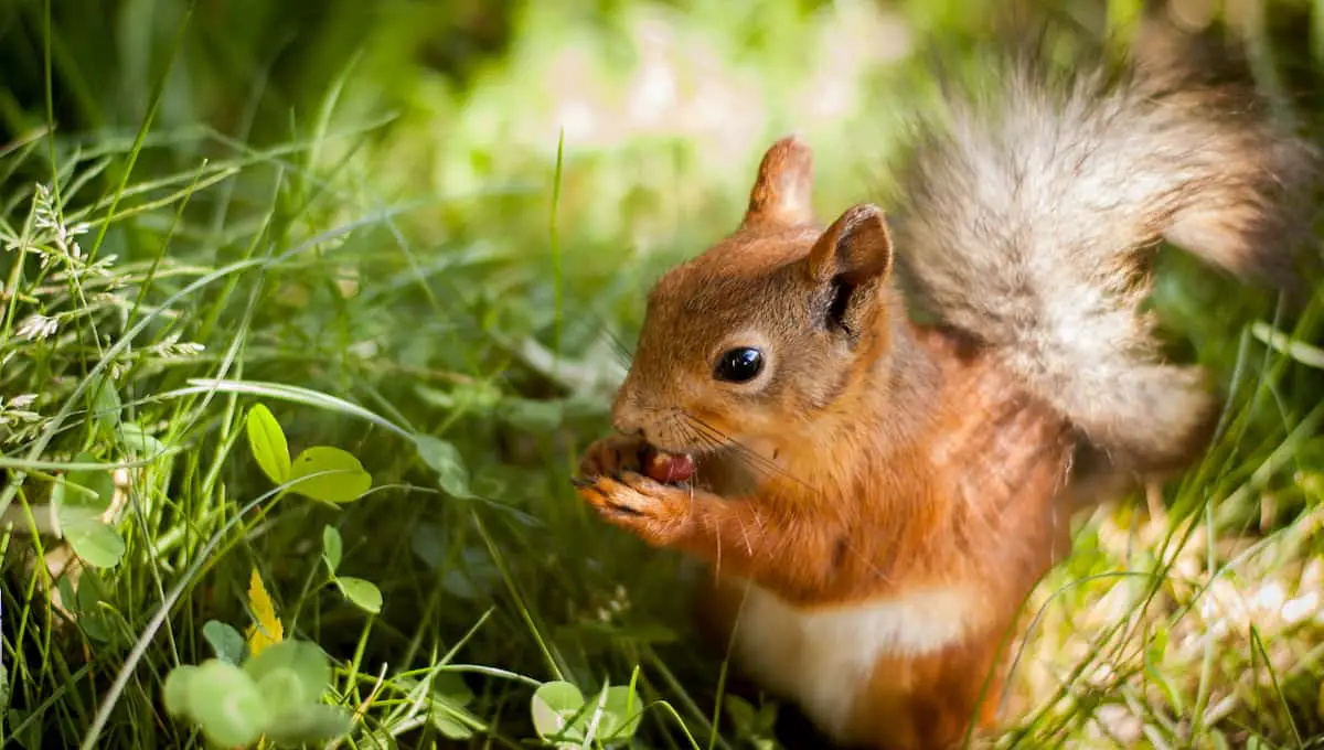 what to feed squirrels in your backyard