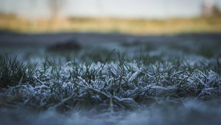 Can You Mow Your Lawn in the Winter or Should You Wait?