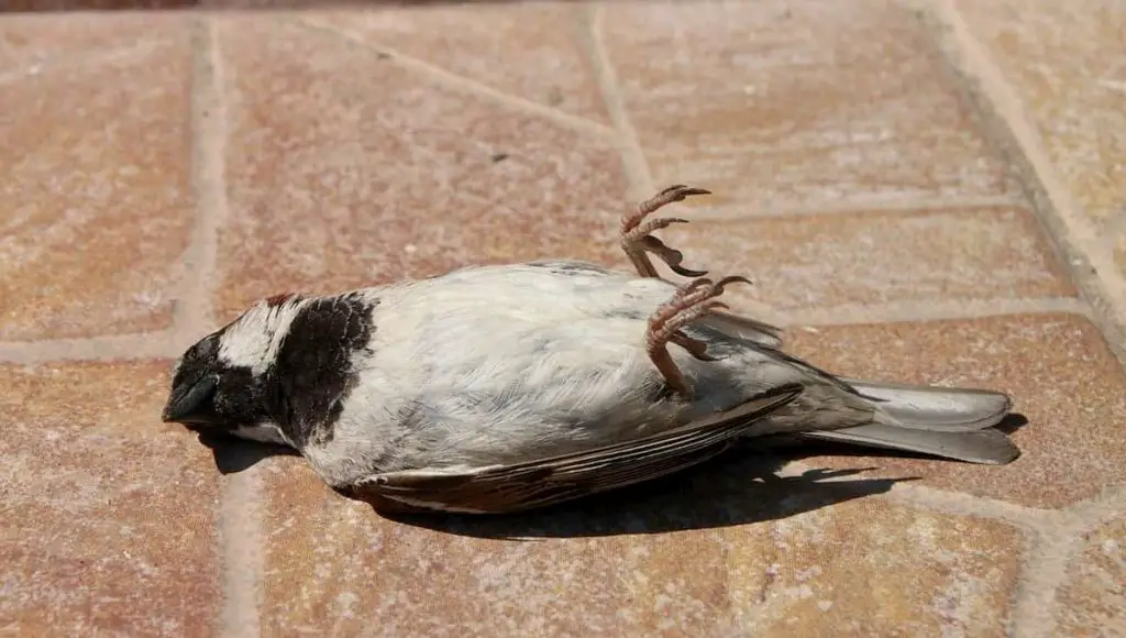 what to do with a dead bird in your yard