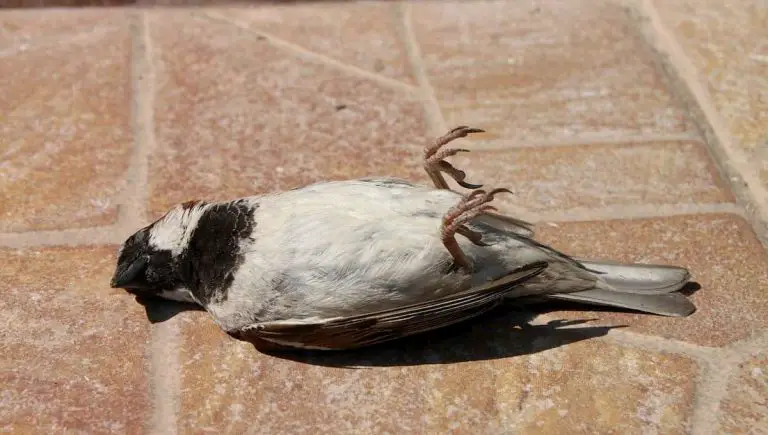 What to Do With a Dead Bird in Your Yard?