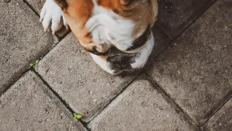 My Dog Ate a Dead Bird: You Should Do This Immediately!