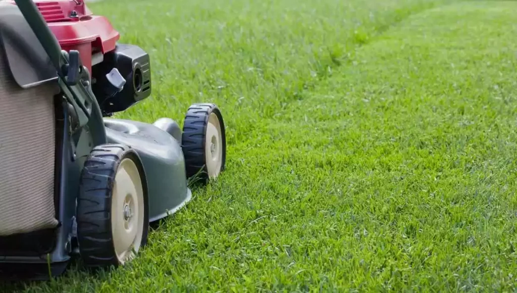 how short to cut the grass before winter