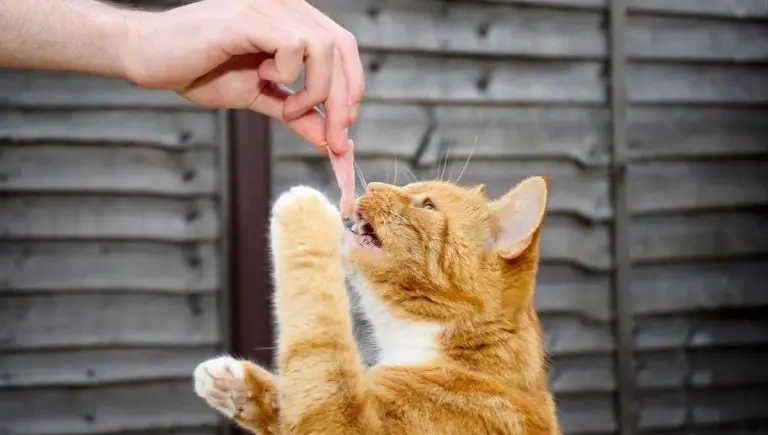 Should You Feed Your Neighbor’s Cat? (Why It’s a Bad Idea)