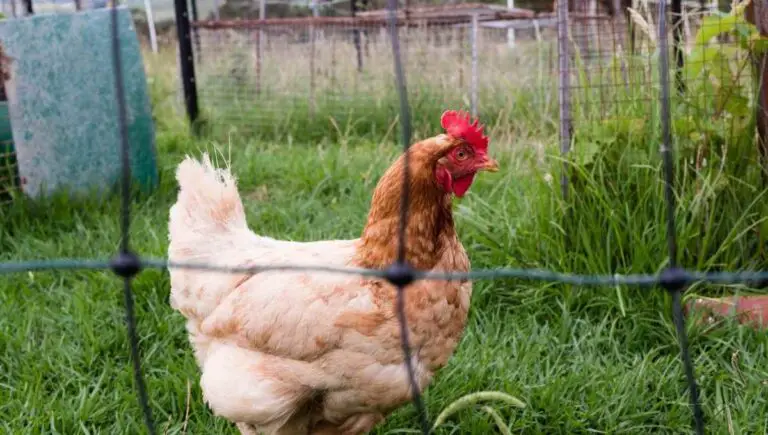 Can an Electric Fence Kill a Chicken? (This Keeps Them Safe)