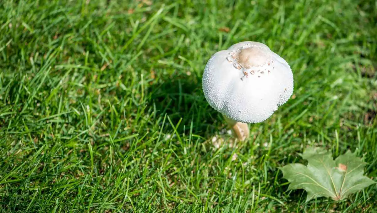 Can I eat mushrooms growing in my yard?