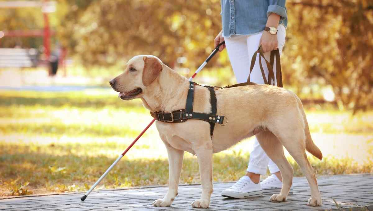 How Do Guide Dogs Know Where to Go?