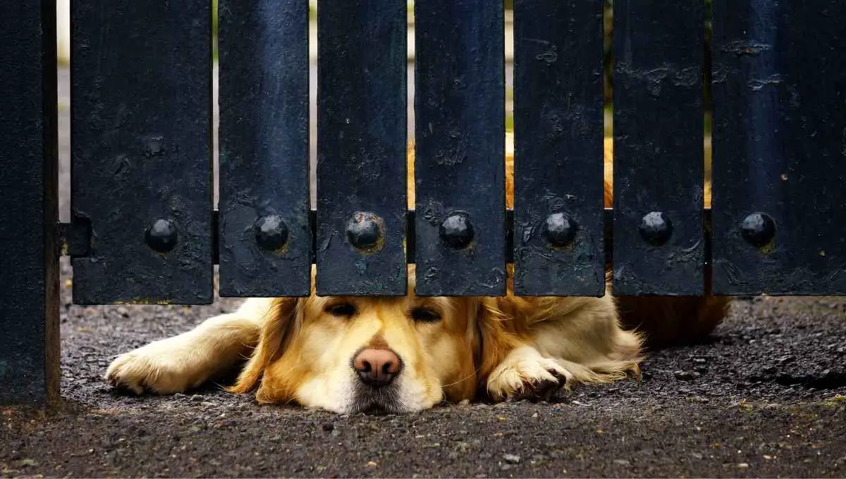 Neighbors dog digging under fence