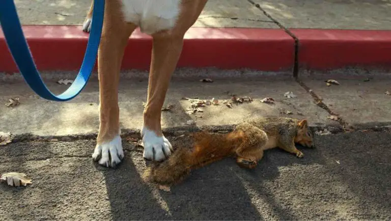 My Dog Ate a Dead Squirrel in the Yard (Do This ASAP!)