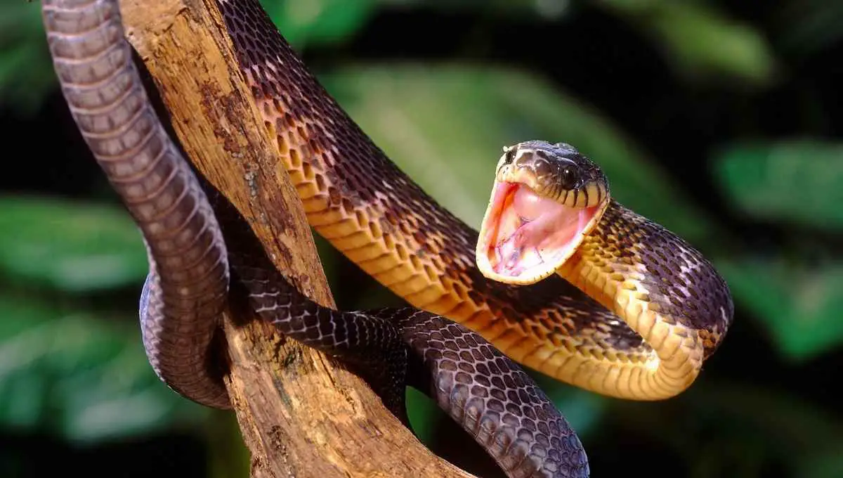 can you shoot a snake in your backyard
