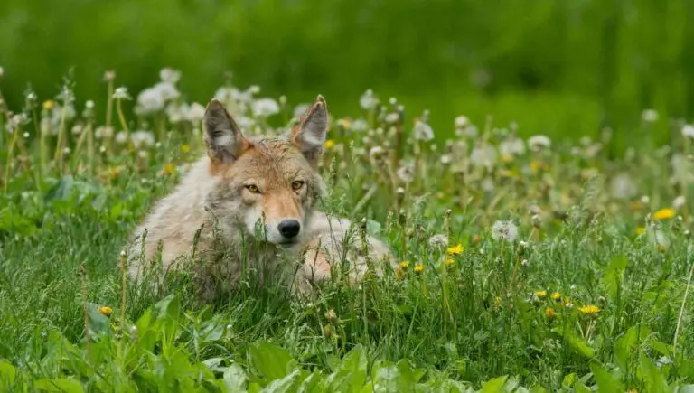 Can You Shoot Coyotes in Your Yard? (Is This Illegal to Do?)