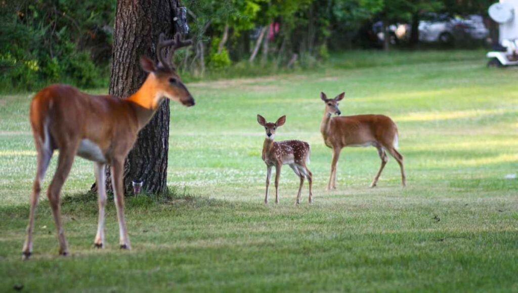 can you shoot deer on your property