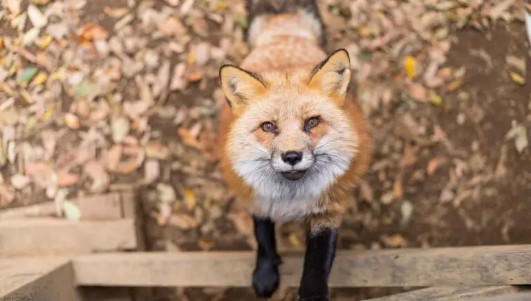 Can Foxes Climb Fences Into My Yard? (This Keeps Them Out)