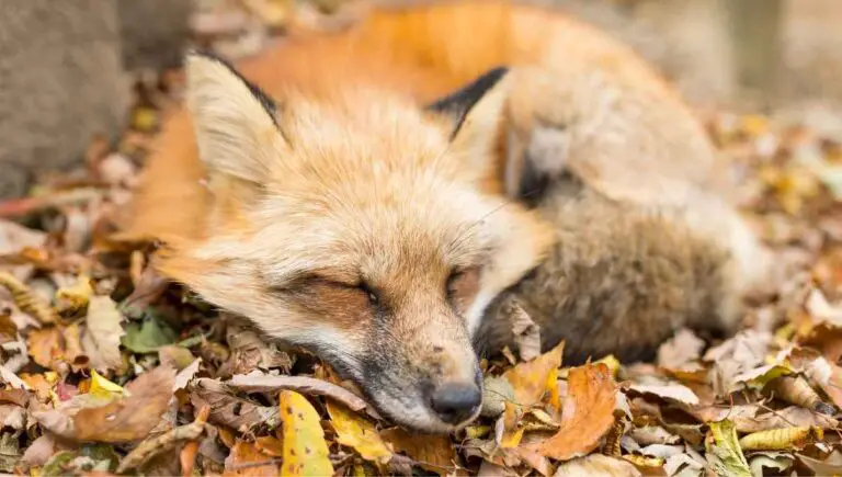 Can I Shoot a Fox in My Yard? (Getting Rid of Foxes Legally)