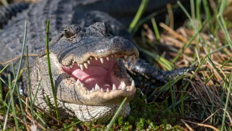 Can I Shoot an Alligator on My Property? (Is This Illegal?)