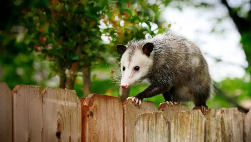 Can I shoot a possum in my yard