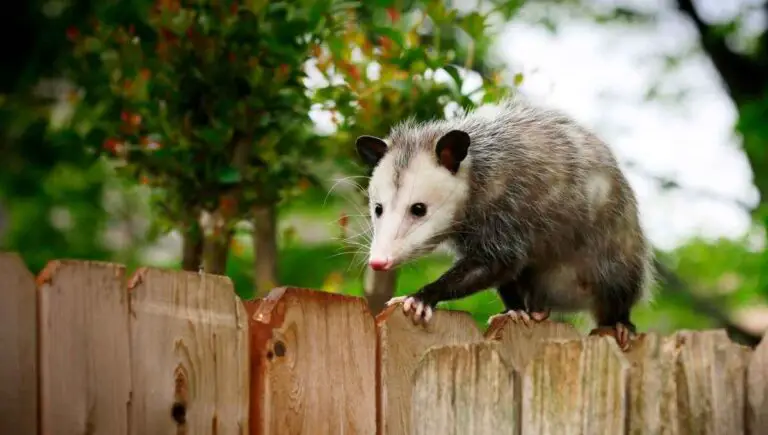 Can I Shoot a Possum in My Yard? (We Checked the Laws)