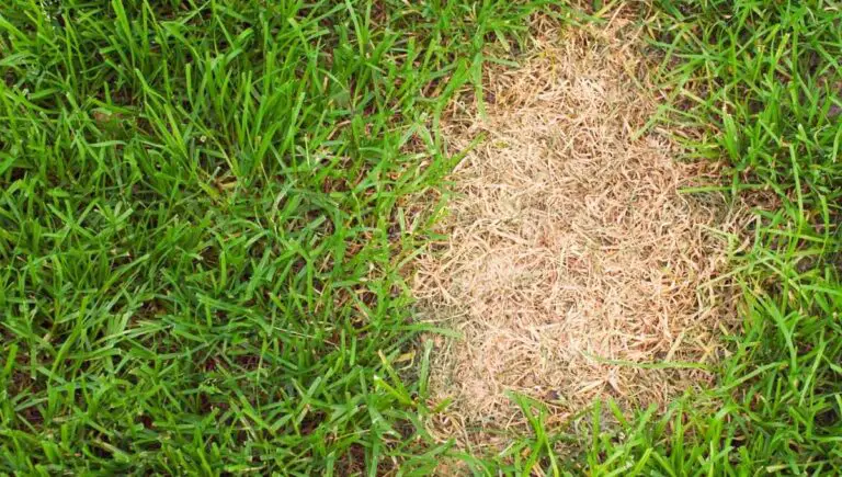 Does Gasoline Kill Grass? (Do This Quick to Save Your Grass)