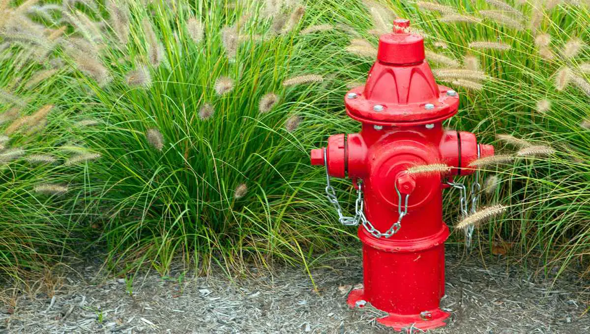 Fire Hydrant on My Property