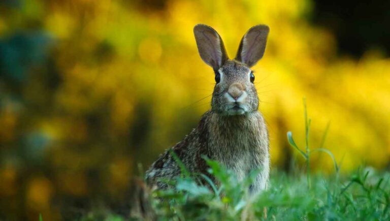 Is It Illegal to Shoot Rabbits in My Yard? (Laws Explained)